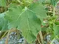 Leaves