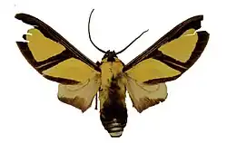 Example species