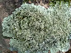 Xanthoparmelia stenophylla (Parmelia conspersa var. stenophylla)[30]