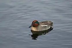 Eurasian teal, Aiguamolls de l'Empordà, Catalonia