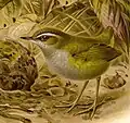 Illustration of Xenicus longipes longipes by John Gerrard Keulemans