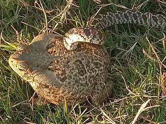 Trying to eat a cururu toad