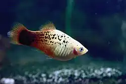 Red 'Salt and Pepper' platy