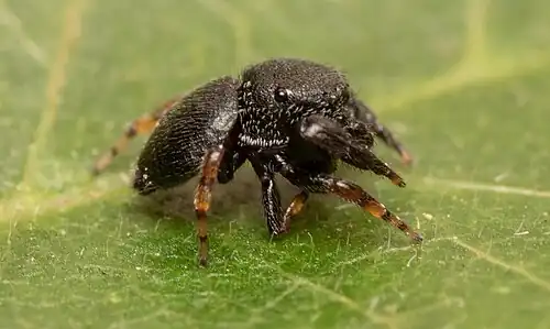 male