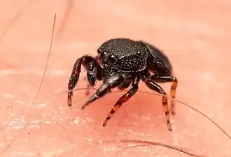 male