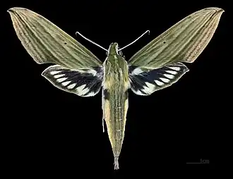 Female dorsal view