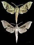 Xylophanes germen