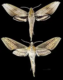 Xylophanes libya