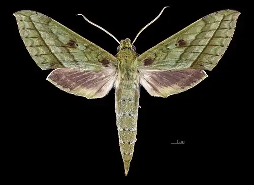Male dorsal