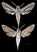 Xylophanes robinsonii