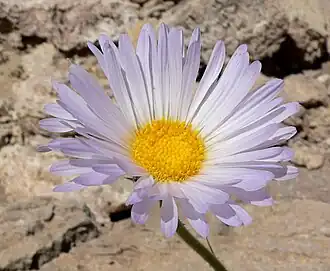 Flower close-up