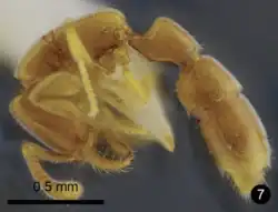 Microphotograph left lateral view of a yellowish ant specimen, with prominent bristles covering body. Scale bar in lower-left image corner is 0.5 millimetres in length. Lower-right image corner contains watermark labelled "7".