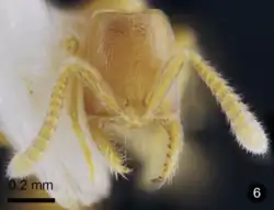 Microphotograph dorsal view of yellowish head of ant, with prominent antennae and mandibles covered in bristles. Scale bar in lower-left image corner is 0.2 millimetres in length. Lower-right image corner contains watermark labelled "6".