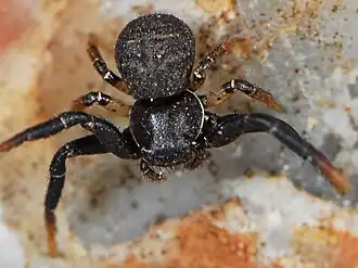 Xysticus havilandi