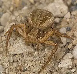 Xysticus kochi, female