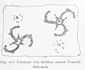 Yörük felt rug near Ussumly-Kadyanda, late 19th c.