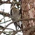 female, Ottawa, Canada