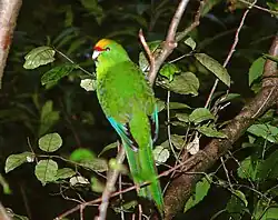 Kākāriki (yellow-crowned parakeet)