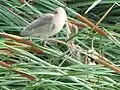 3）Feeding to child birds