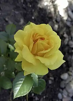 A yellow rose. Giving someone a yellow rose is symbolic of platonic love. Because of this, yellow roses have also become popular as symbols of aromantic people.