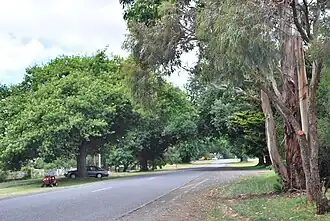 A tree-lined street in Yendon