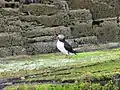 Puffin