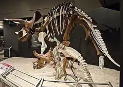 The juvenile DF Juvie Trike III mounted skeleton in the fore ground and the adult Yoshi's Trike in the background.