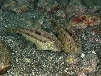 Spawning pair