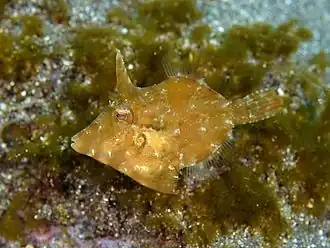 Juvenile
