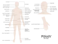 Yawelmani anatomy