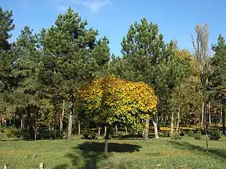 Yubileyniy Park