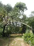 Century-old yucca filifera.