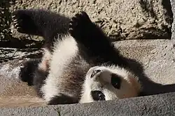 Yun Zi the giant panda cub sitting in straw