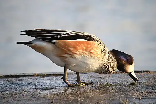 Searching for food
