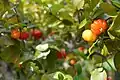 Fruits on tree