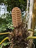Front view of Zamia pseudoparasitica