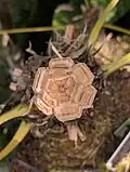 Top view of Zamia pseudoparasitica