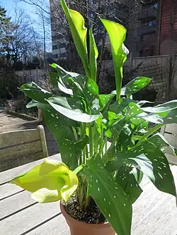 Zantedeschia elliotiana × maculata 'Lemon Drop'