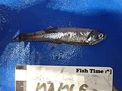 A specimen of the mesopelagic gonostomatid fish Bonapartia pedaliota. The fish is small, approximately 80mm long, and has been slightly damaged during capture, with some of the silvery skin on the flanks missing. The head is a metallic blue, and the eye has a very fetching half-and-half effect going on, with the dorsal part of the iris blue and the lower two-thirds silver. Light organs, small reflective circles with black backings, are seen spaced at regular intervals along the underside of the fish. Through the muscle on its belly, a silvery peritoneum can be seen. The long first anal fin rays, a distinctive feature of this species, are well preserved and arranged to show their size. At the bottom of the image there is a reference card with 10mm increments.
