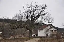 The Zapis tree standing to the left of a white house. It is much larger than the house, and its branches have no leaves.