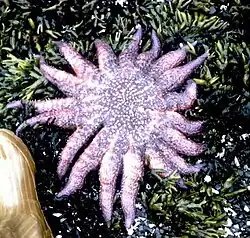 A purple sunflower sea star in 2003