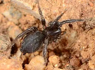 Z. humilis