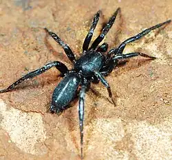 Z. natalensis