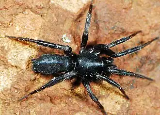 male