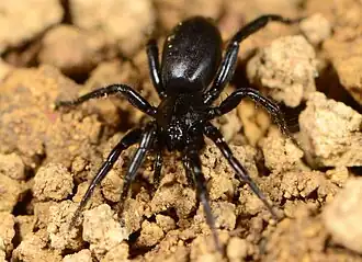 Z. qwabergensis