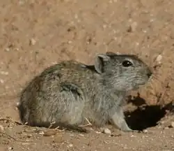 Brown mouse