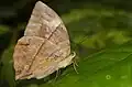 Saturn butterfly from Petaling Jaya, Selangor, Malaysia