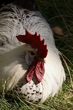 Silver cock