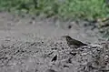 Alpine thrush at Namdapha National Park
