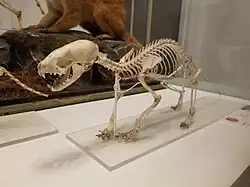 Skeleton of an animal placed on a white platform